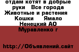 отдам котят в добрые руки - Все города Животные и растения » Кошки   . Ямало-Ненецкий АО,Муравленко г.